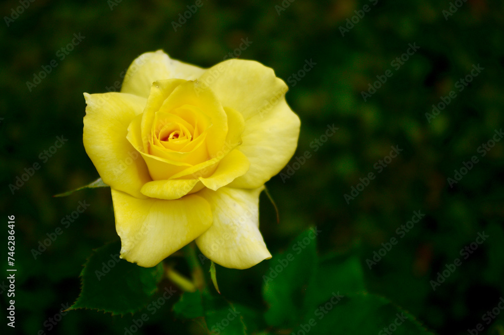 yellow rose with green background yellow rose with green background