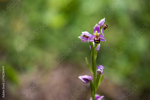 Bee orchid, close-up shot, ophrys apifera 