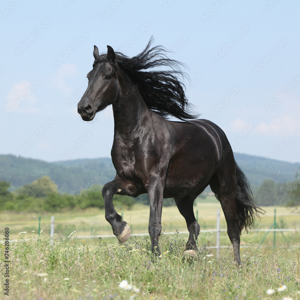 Amazing friesian mare running on pasturage Amazing friesian mare running on pasturage