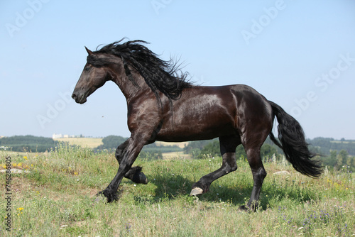 Fototapeta Naklejka Na Ścianę i Meble -  Amazing friesian mare running on pasturage