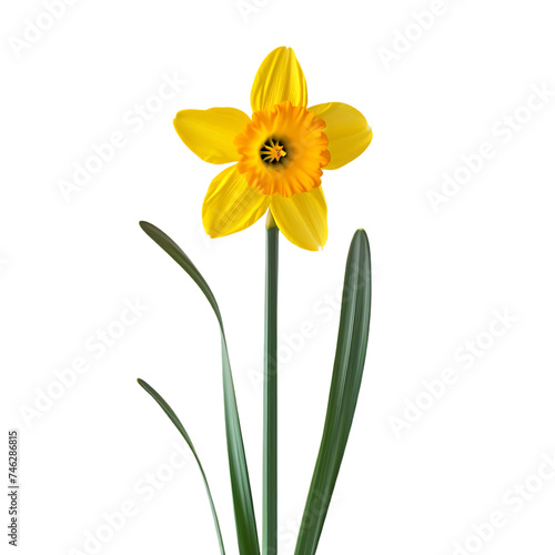 a cheerful daffodil against a solid transparent background