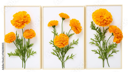 Vibrant Marigold Blooms in a Summer Garden on transparent background- Beautiful Yellow Flowers in Full Blossom under the Sunlight, Perfect for Botanical and Nature Concepts © Pasinee