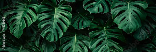 green leaves background,green tropical leaves, green Monstera plant leaves, banner