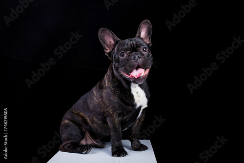 french bulldog puppy on black background © Joy