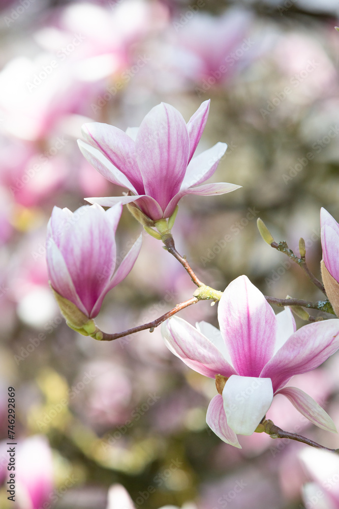 magnolia tree blossom in springtime. tender pink flowers bathing in sunlight. warm april weather magnolia tree blossom in springtime. tender pink flowers bathing in sunlight. warm april weather