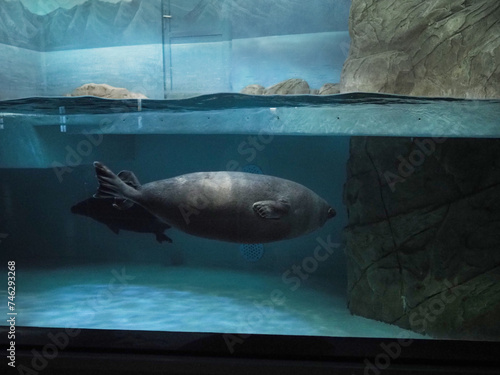 Baltic seal in the aquarium of the oceanarium. High quality photo