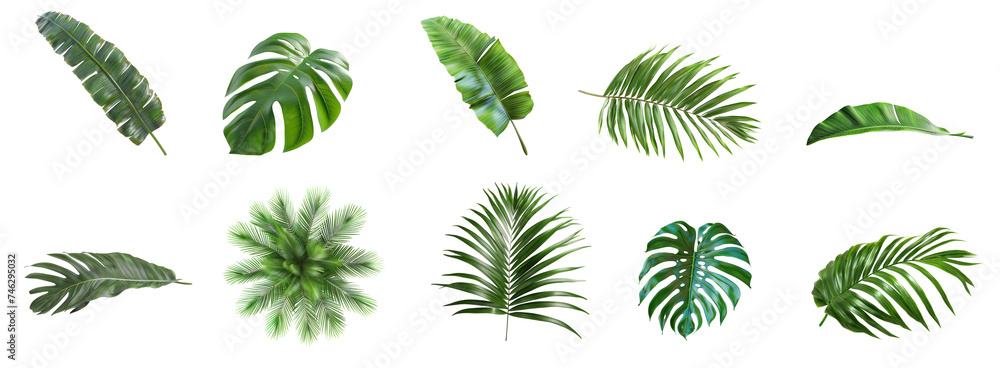 Set of different tropical leaves isolated on white and transparent background Set of different tropical leaves isolated on white and transparent background