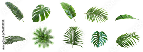 Set of different tropical leaves isolated on white and transparent background