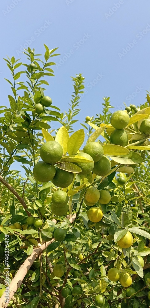 Fototapeta premium lemons on tree