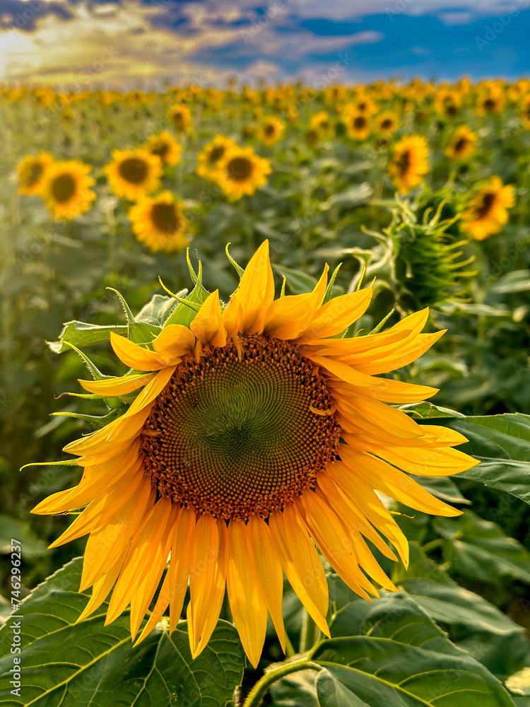 Sunflowers at sunset near Bad Soden, Taunus, Germany. Sunflowers at sunset near Bad Soden, Taunus, Germany.