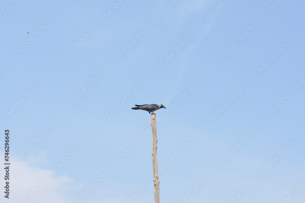 Black crow on abundant wooden stick. Black crow on abundant wooden stick.
