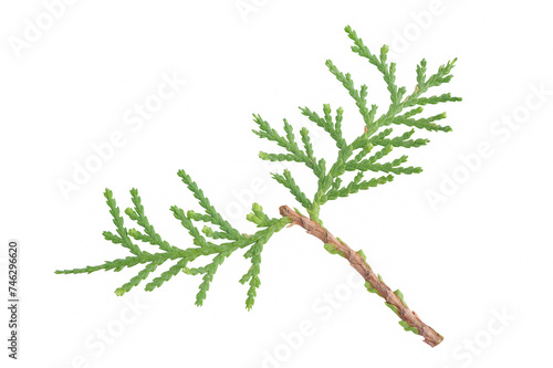 Green twig of Thuja orientalis plant isolated on white background with clipping path. Leaves of Thuja orientalis or Platycladus orientalis  Chimese Arborvitae leaves.