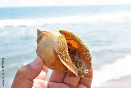 Hand holding a colorful seashell.