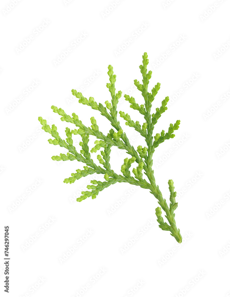 Green twig of Thuja orientalis plant isolated on white background with clipping path. Leaves of Thuja orientalis or Platycladus orientalis, Chimese Arborvitae leaves. Green twig of Thuja orientalis plant isolated on white background with clipping path. Leaves of Thuja orientalis or Platycladus orientalis, Chimese Arborvitae leaves.