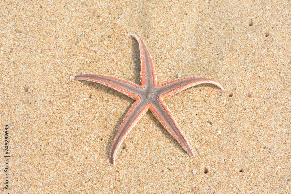 Starfish on an Indian beach.