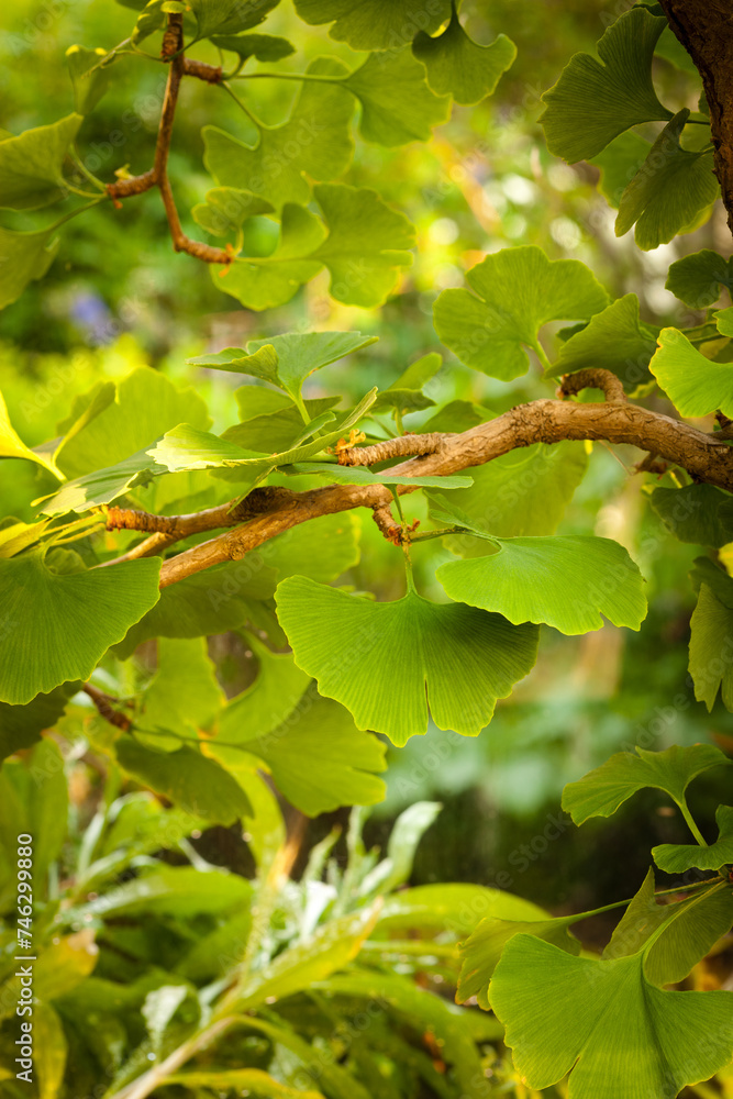 A branch with leaves on it A branch with leaves on it