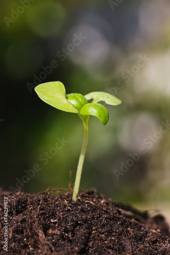 A green plant growing from dirt