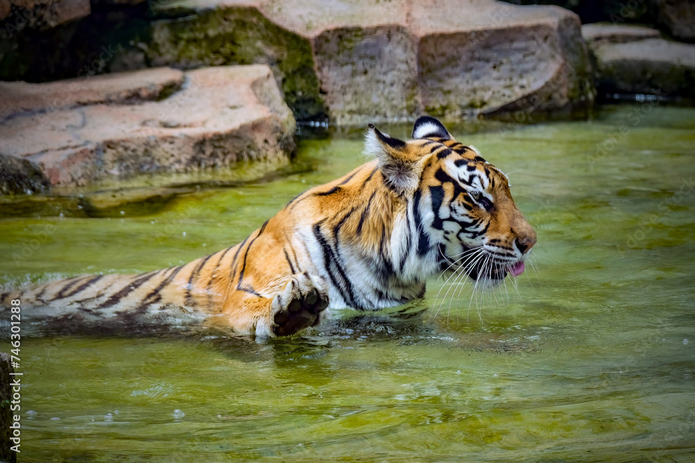 Naklejka premium Portrait of Bengal tiger on the pond