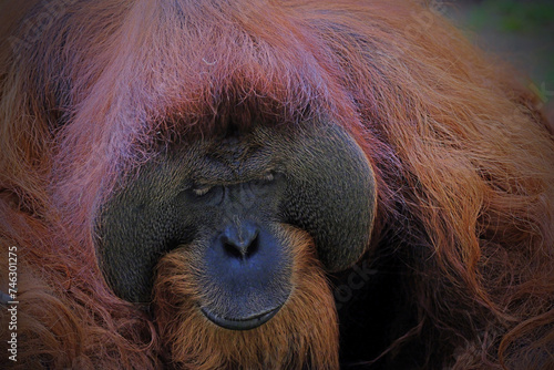 Portrait of Bornean Orangutan Pongo Pygmaeus