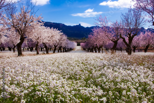 Spring Blossoms: Blooming Flowers and Almond Trees photo