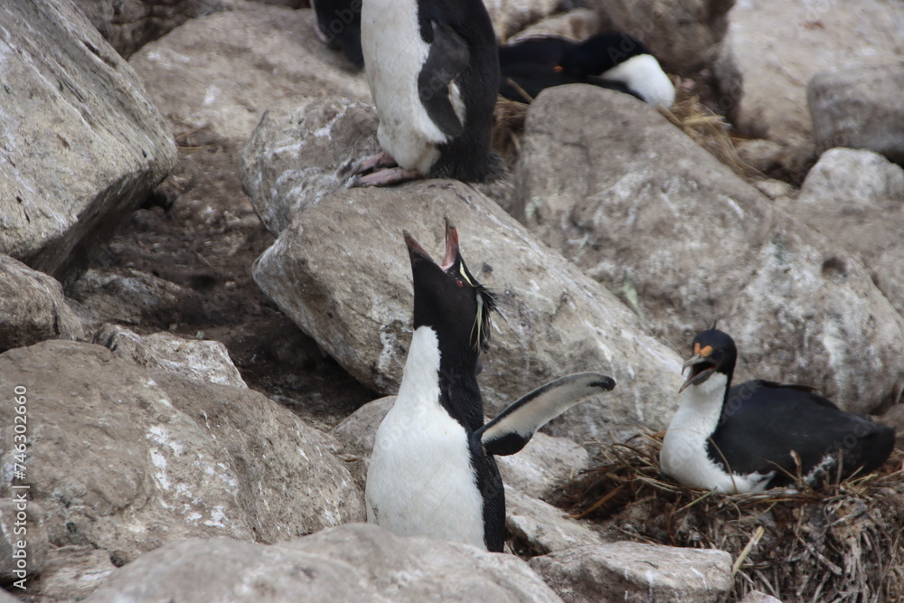 Fototapeta premium Southern Rockhopper Penguin (Eudyptes chrysocome), New Island, Falkland Islands.