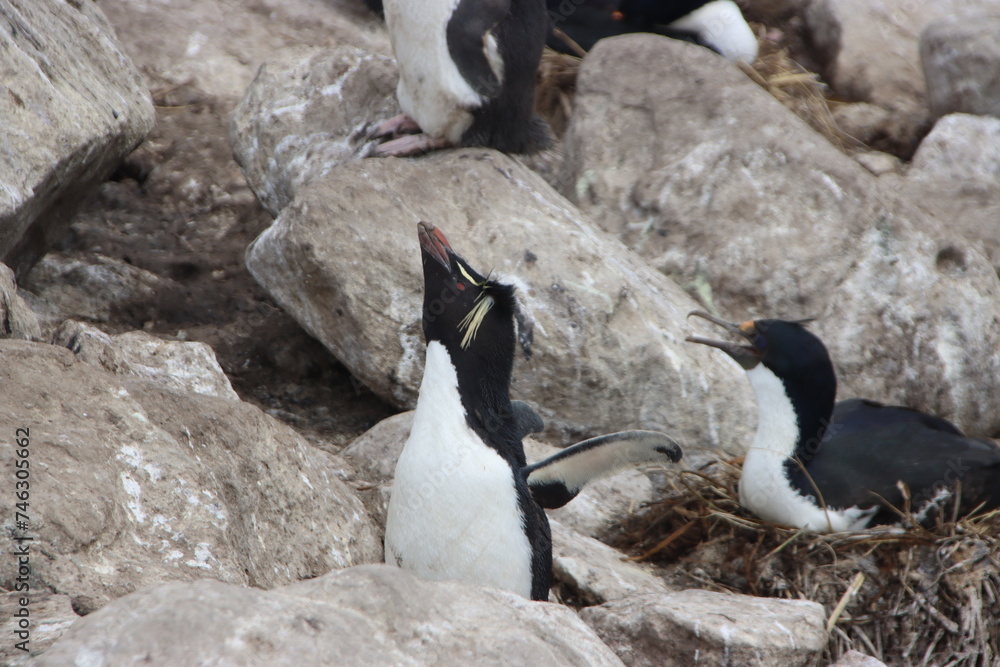 Fototapeta premium Southern Rockhopper Penguin (Eudyptes chrysocome), New Island, Falkland Islands.