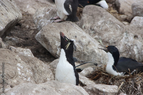 Southern Rockhopper Penguin (Eudyptes chrysocome), New Island, Falkland Islands.