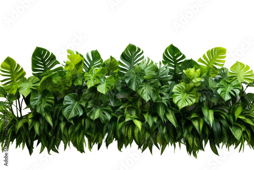 Group of Green Plants. A cluster of vibrant green plants with leaves and stems spread out  The plants appear healthy and lush  creating a striking contrast. On PNG Transparent Clear Background.