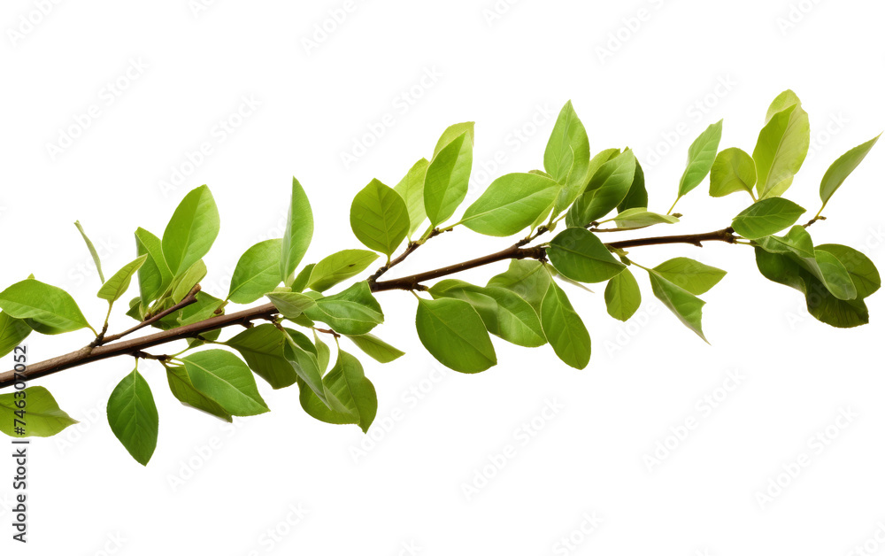 A branch of a tree covered with vibrant green leaves, showcasing the beauty of nature in its simplest form. The leaves are healthy and lush. On PNG Transparent Clear Background.
