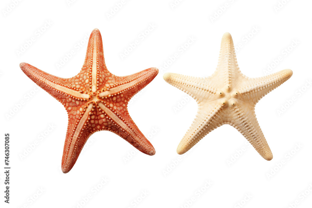 Two Starfish. Two vibrant starfishes are displaying their distinctive five arms, showcasing their unique shape and texture. On PNG Transparent Clear Background. Two Starfish. Two vibrant starfishes are displaying their distinctive five arms, showcasing their unique shape and texture. On PNG Transparent Clear Background.