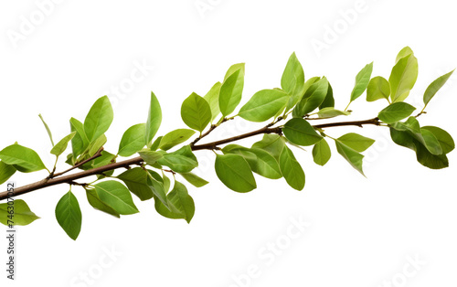 A branch of a tree covered with vibrant green leaves, showcasing the beauty of nature in its simplest form. The leaves are healthy and lush. On PNG Transparent Clear Background.