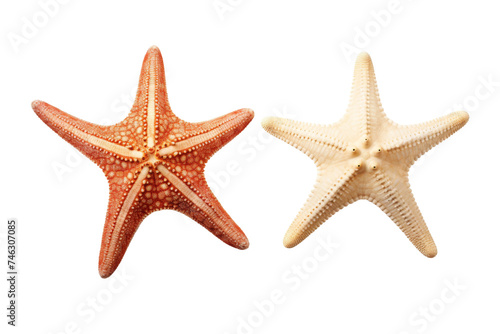 Two Starfish. Two vibrant starfishes are displaying their distinctive five arms, showcasing their unique shape and texture. On PNG Transparent Clear Background.