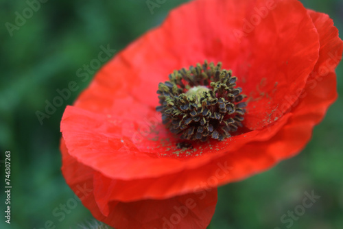 Close-up of red poppy flower in the meadow on selective focus. Papaver rhoeas in bloom
