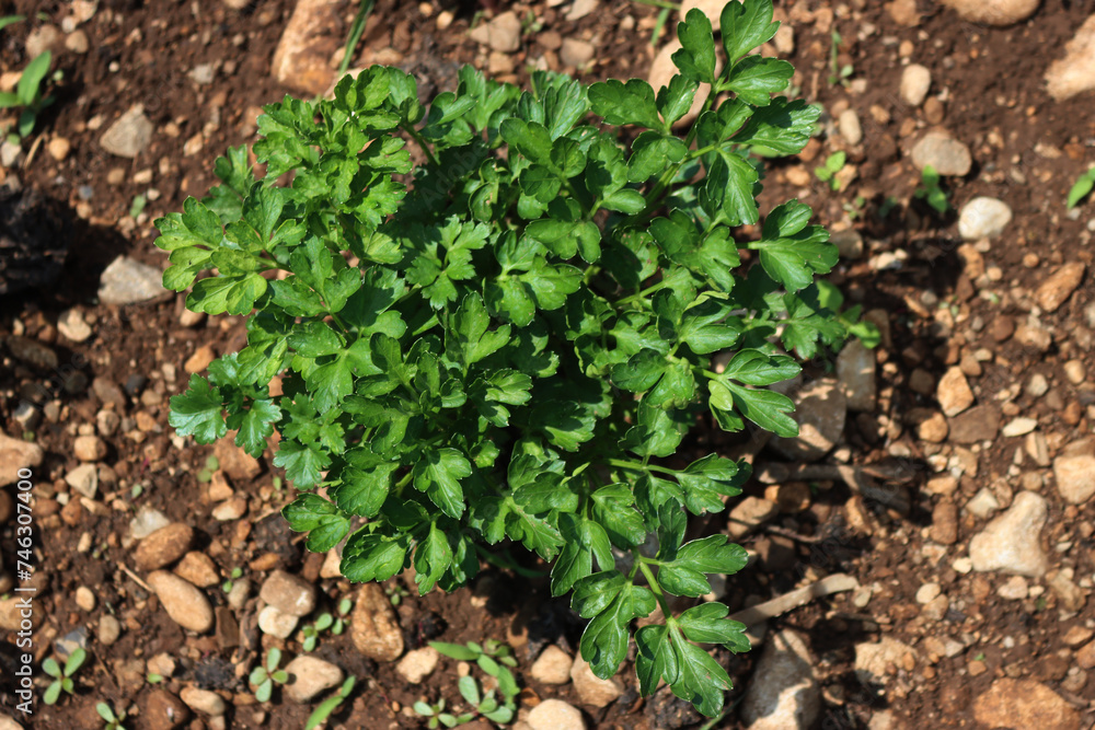 Parsley plant growing in the vegetable garden. Petroselinum crispum on summer Parsley plant growing in the vegetable garden. Petroselinum crispum on summer