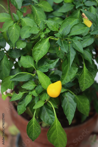 Close-up of fresh yellow mini peppers on plant in a terracotta pot