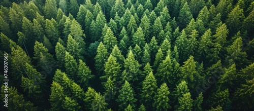 This photo showcases an aerial view of a large group of trees in a majestic Scotch Pine forest.