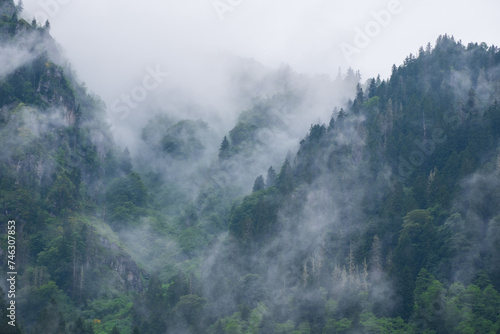 Misty Black Sea Forests Ayder Plateau, Çamlıhemşin, Rize, Turkey photo