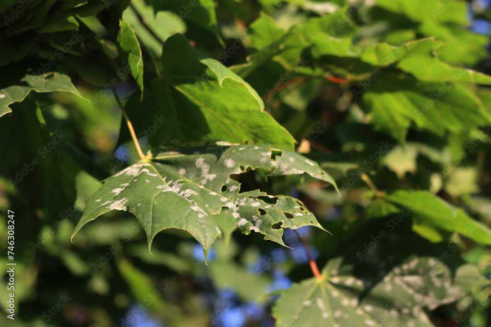 Disease on green leaves of Acer Saccharum. Gray spots on Maple leaves on tree in the garden Disease on green leaves of Acer Saccharum. Gray spots on Maple leaves on tree in the garden