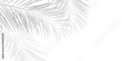 Abstract background of palm leaves or coconut leaves. Natural pattern, gray shadow. Copy space or empty. For advertisements, business cards, brochures transparent backgrounds and png photo