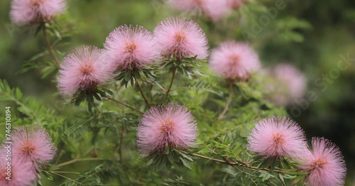 Beautiful pink Albizia julibrissin blossom, showcasing its fluffy, silky petals against a plain background.