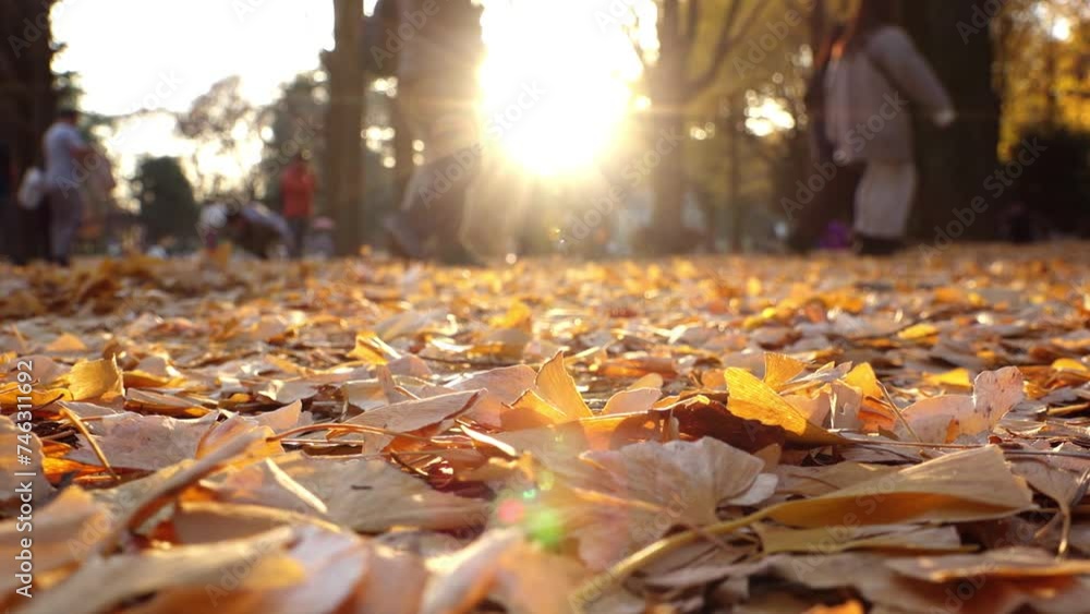 TOKYO, JAPAN - NOVEMBER 2023 : View of orange and yellow Autumn leaves and trees at Yoyogi park in sunset. Japanese fall, foliage and nature concept video. Slow motion shot. TOKYO, JAPAN - NOVEMBER 2023 : View of orange and yellow Autumn leaves and trees at Yoyogi park in sunset. Japanese fall, foliage and nature concept video. Slow motion shot.