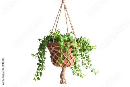 Potted Plant Hanging From Rope. A potted plant suspended from a rope, with its leaves cascading downward. photo