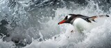 A black and white Gentoo penguin splashing energetically in the water, creating waves and droplets around it. The penguins torpedoing display is spectacular as it moves swiftly through the water.