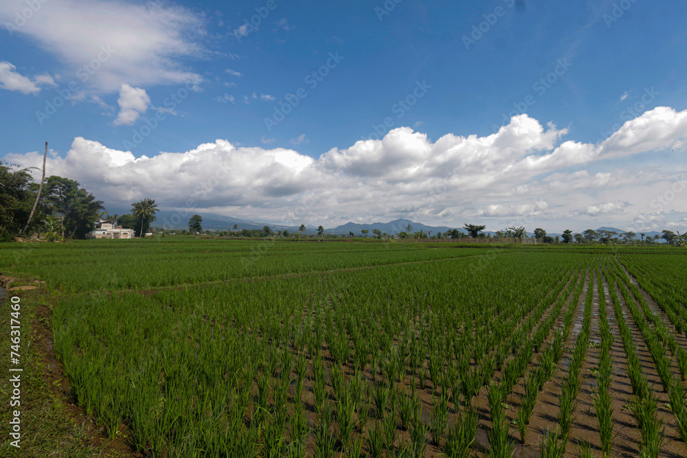 panoramic view of green rice fields against a backdrop of mountains and bright blue sky
