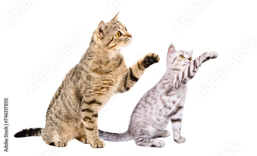 Playful cat and kitten Scottish Straight sitting together with raised paws isolated on a white background