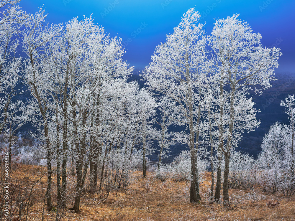 Scenic view of trees covered with frost in Livno, Bosnia and Herzegovina Scenic view of trees covered with frost in Livno, Bosnia and Herzegovina
