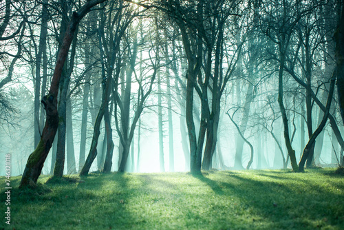 poranna mgła w lesie i promienie słońca photo
