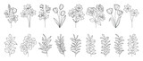 Set botanical hand drawn vector element. Collection of foliage, branch, floral, eucalyptus leaves, tulip in line art. Minimal style blossom illustration design for logo, wedding, invitation, decor. 