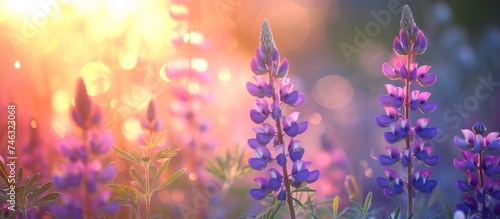 A mesmerizing view of beautiful purple flowers basking in the warm sunlight © AkuAku