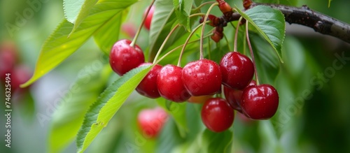 Cluster of ripe red cherries hanging from a tree branch in a sunny orchard setting